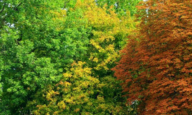 Patrimonio Arboreo Affidato Il Censimento Prima Il Levante