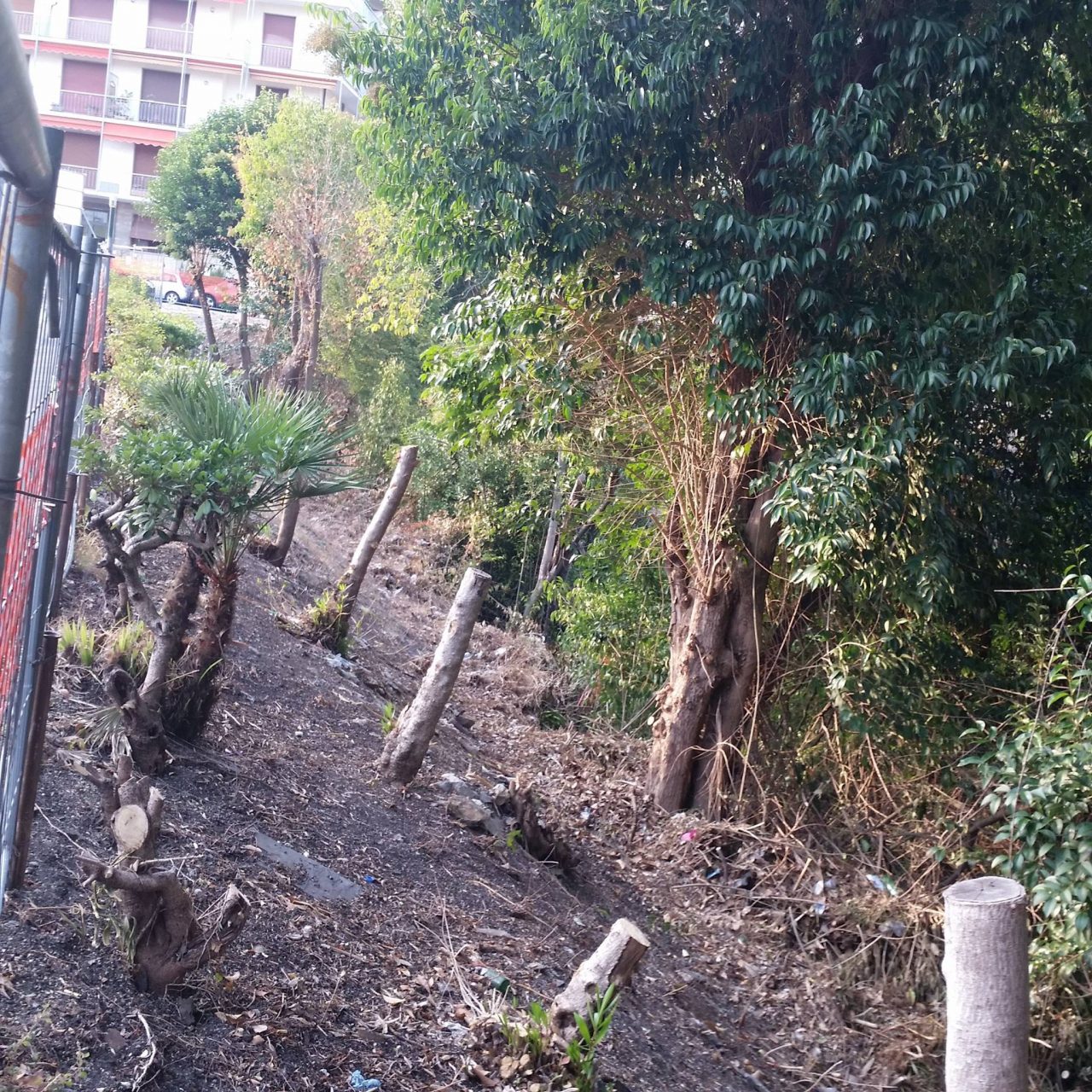 Scempio in via Baisi, arriva la diffida