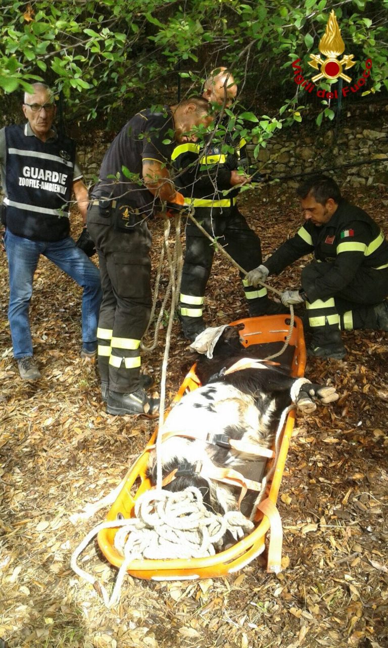 Caprone ferito, i Vigili del Fuoco intervengono