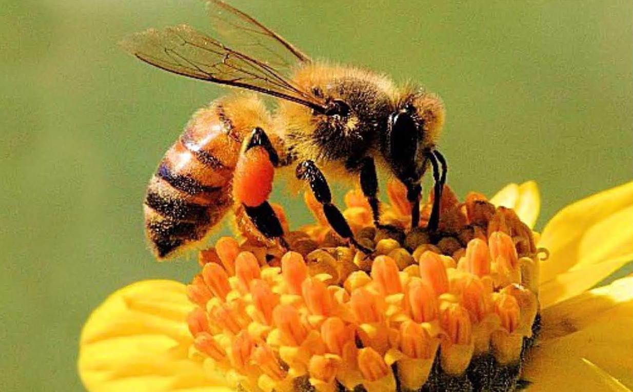 Al via il piano di controllo della varroa