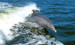 Boom di avvistamenti di cetacei nel Mar Ligure