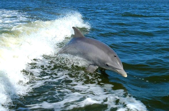 Boom di avvistamenti di cetacei nel Mar Ligure
