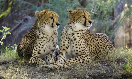 Da Santa Margherita alla Namibia, per tutelare gli animali minacciati