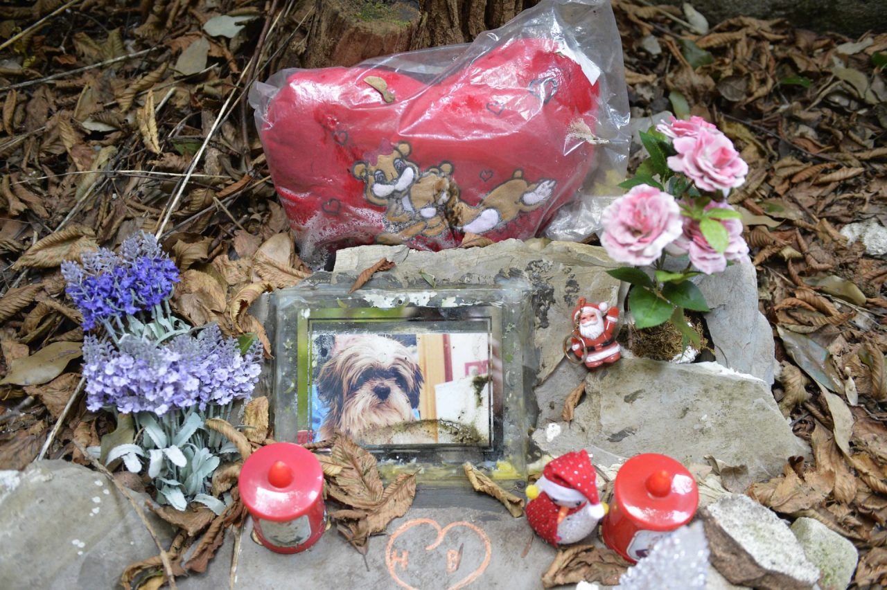 Cimitero per animali, la proposta dei Cinque Stelle