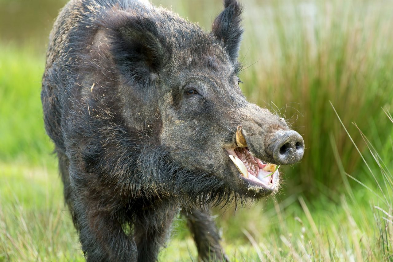 Apre la caccia al cinghiale: è “emergenza” ungulati un po’ ovunque