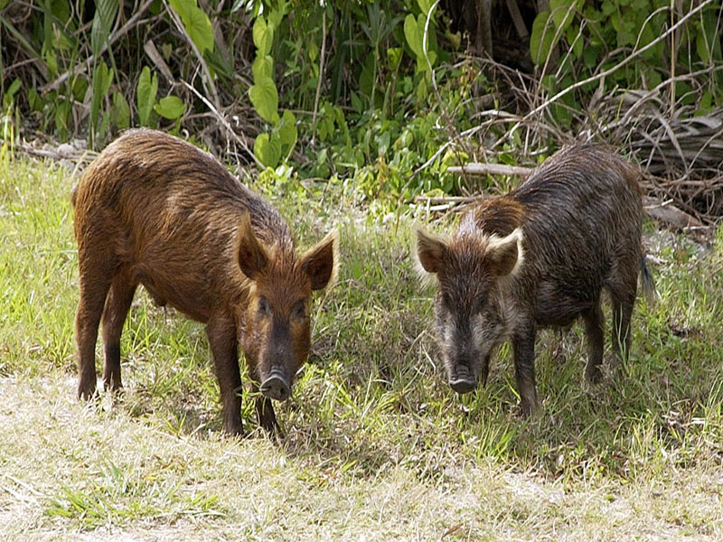 Peste suina africana, il bollettino