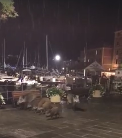 Cinghiali a spasso sul lungomare di Santa Margherita Ligure