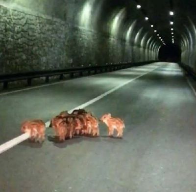Emergenza cinghiali a Zoagli