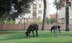 Gli asini volano? No passeggiano in piazza Torriglia