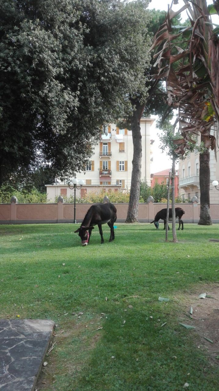 Gli asini volano? No passeggiano in piazza Torriglia