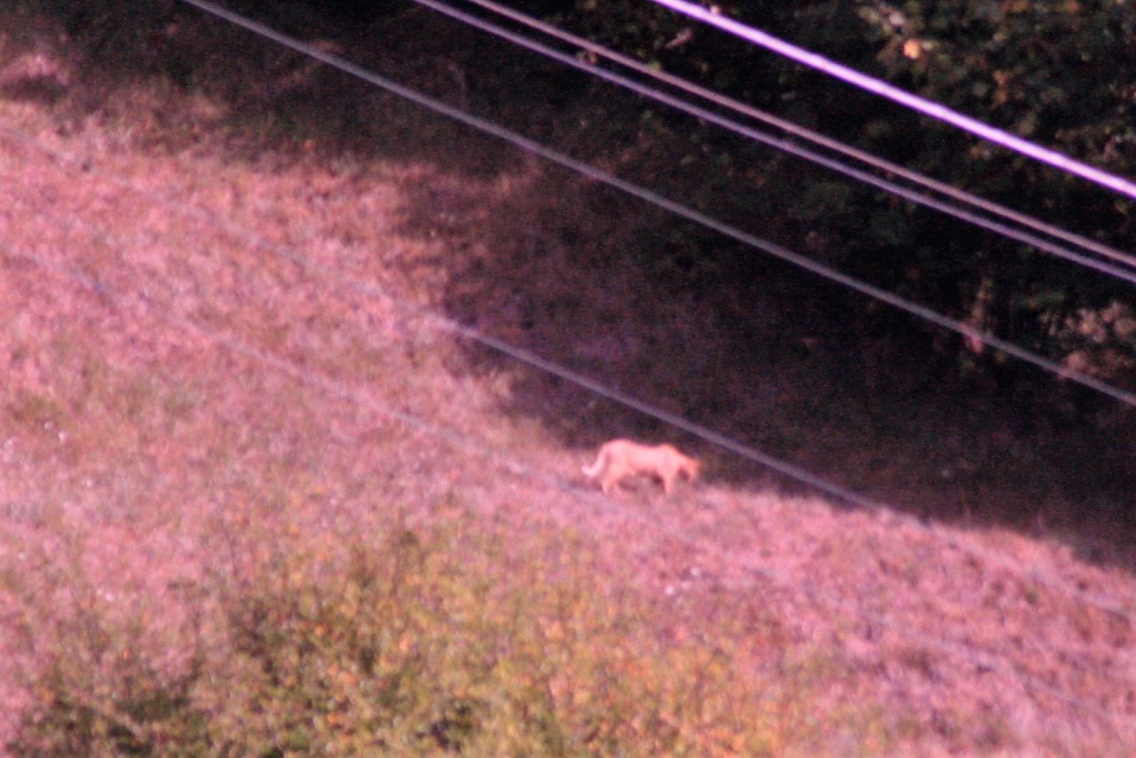 Avvistato un puma in Val d’Aveto