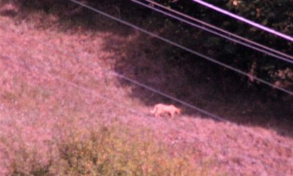 Avvistato un puma in Val d'Aveto