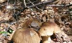 Autunno, tempo di funghi nel Parco dell'Aveto