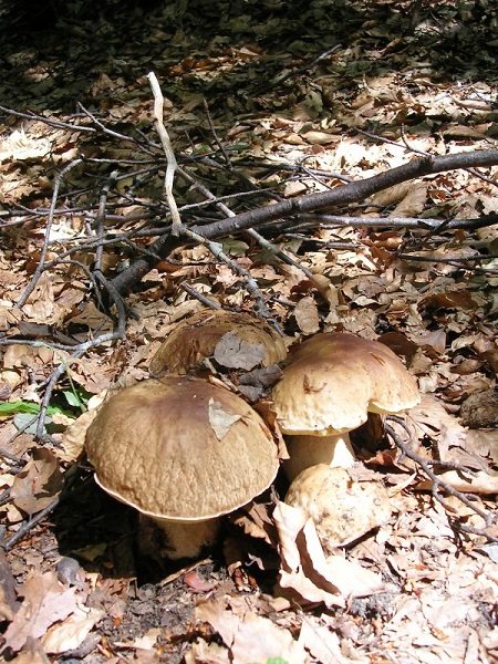 Autunno, tempo di funghi nel Parco dell’Aveto