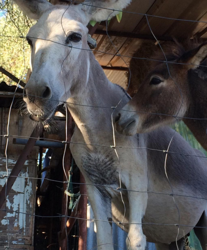 Tornano le Fattorie aperte
