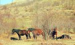 Borzonasca, horsewatching sulle tracce dei cavalli selvaggi