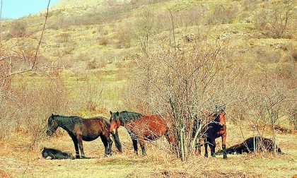 Doppio appuntamento alla scoperta delle Valli del Parco dell'Aveto