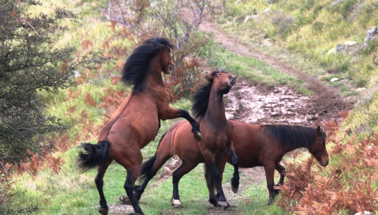 Niente autopsia, resta un mistero l’uccisione a fucilate del cavallo