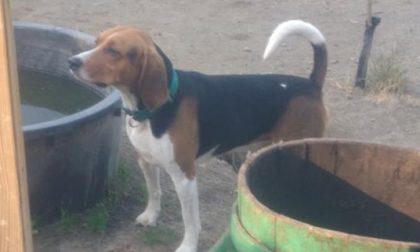 Fiocco, cane beagle, cerca una casa