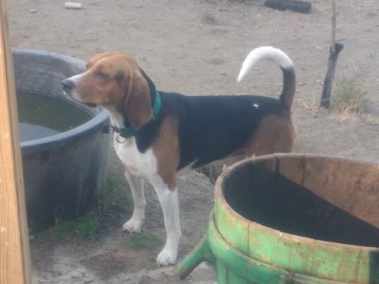 Fiocco, cane beagle, cerca una casa