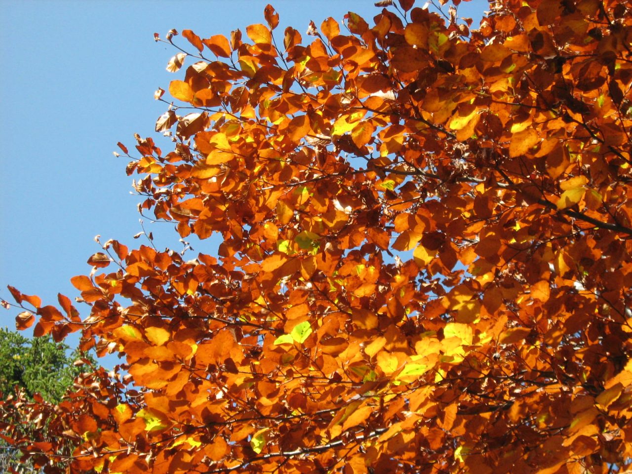 I colori dell’autunno nel Parco dell’Aveto