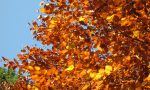 I colori dell'autunno nel Parco dell'Aveto