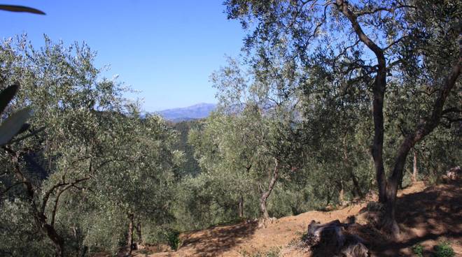 La camminata tra gli olivi