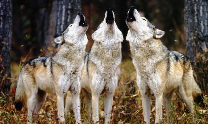 Cani vittime dei lupi, casi in aumento