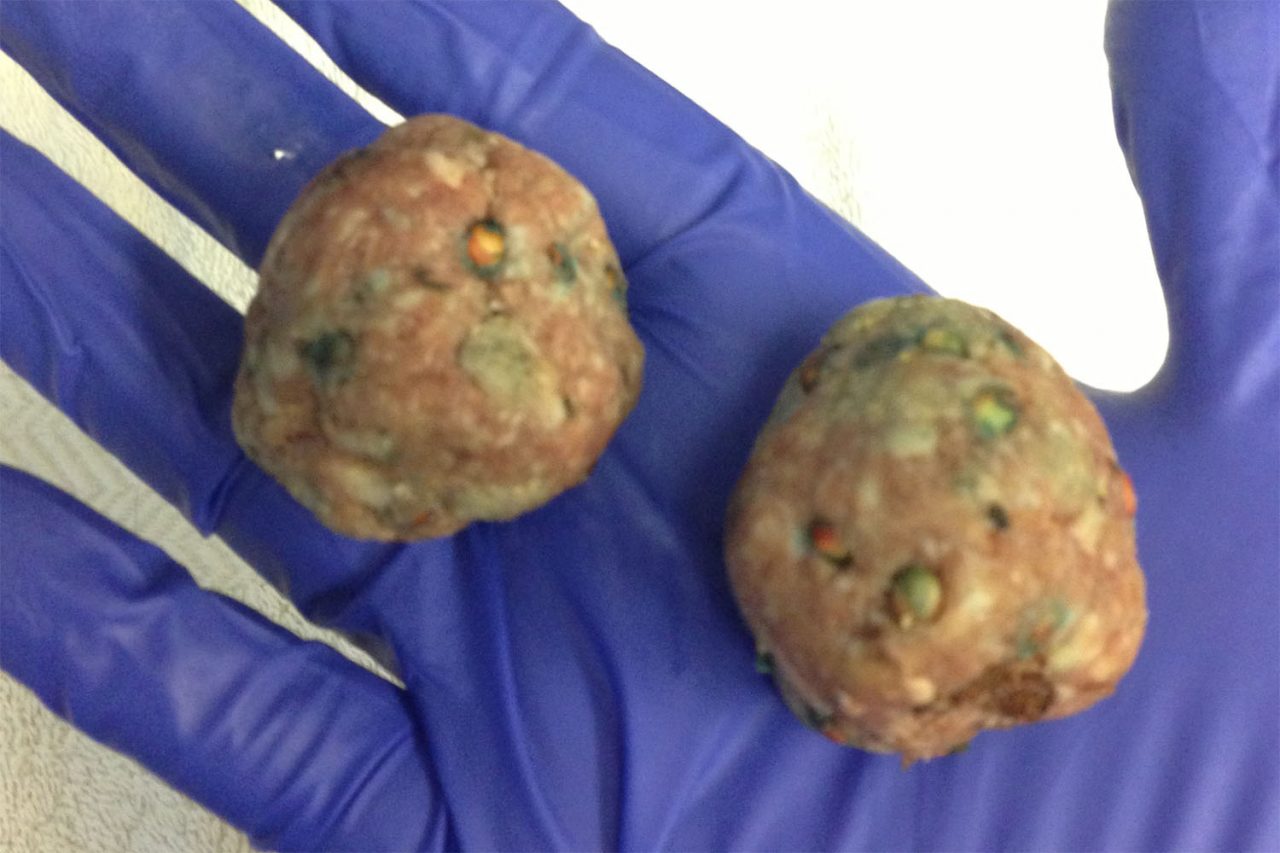 Polpette avvelenate lungo la provinciale 19