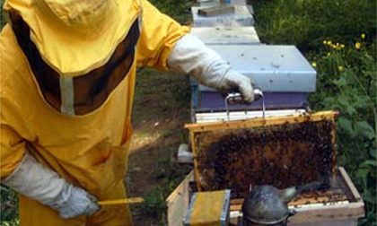 Concorso di miele dei parchi della Liguria: 70 apicoltori in gara
