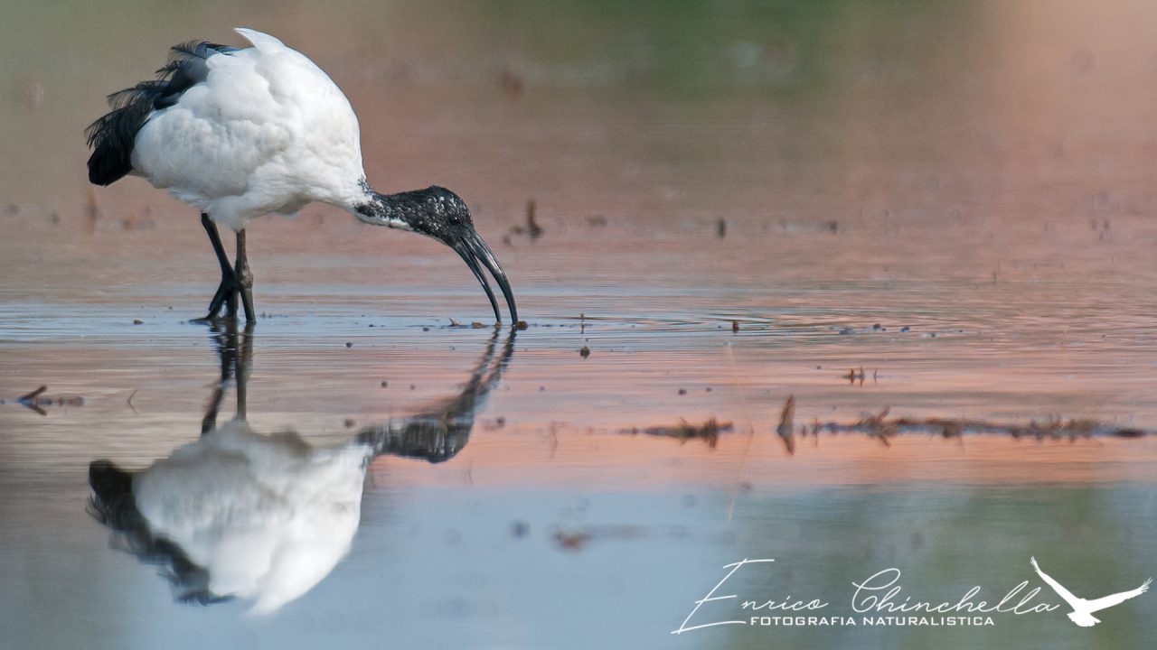 Ibis sacro: due esemplari avvistati lungo l’Entella