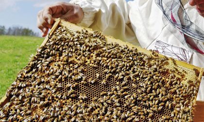 Sedici apicoltori del Parco dell'Aveto al Concorso Mieli