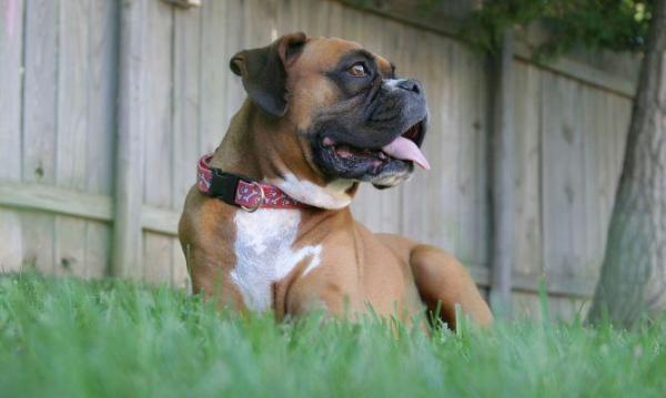 Microchip a 10 euro per i cani dell’Asl 4 Chiavarese