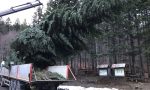 Un albero di Natale "ecologico" dal Parco dell'Aveto a piazza De Ferrari