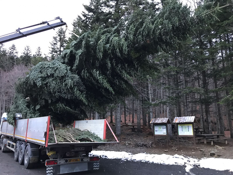 Un albero di Natale “ecologico” dal Parco dell’Aveto a piazza De Ferrari