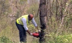 Tribogna, chiusure al traffico sulla provinciale 22 per il taglio degli alberi