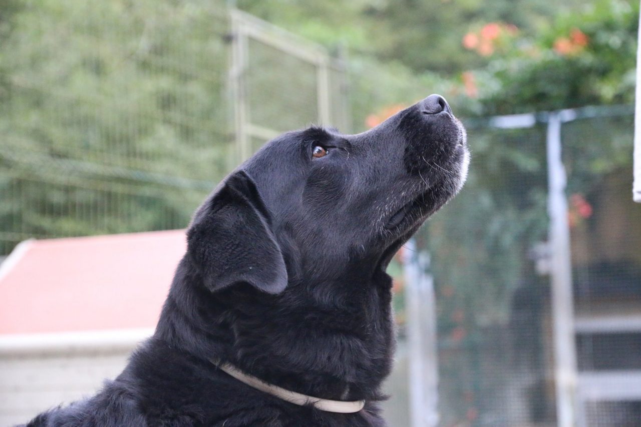 Animali, boom di adozioni a Natale: “Prima, pensateci bene”