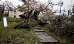 La secolare quercia di Carpenissone sradicata dal vento