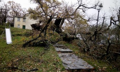 La secolare quercia di Carpenissone sradicata dal vento