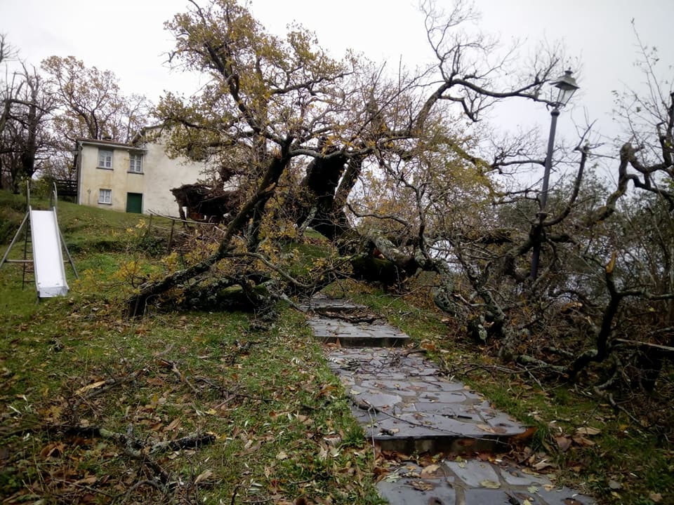 La secolare quercia di Carpenissone sradicata dal vento