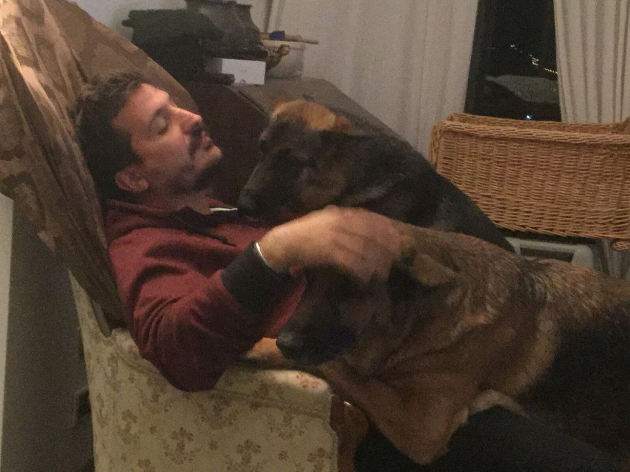 Natale boom di adozioni, come si sceglie e si educa un cane
