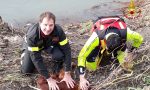 Cane rischia di annegare nell'Entella, lo salvano i Vigili del Fuoco e i sommozzatori