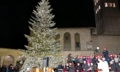 Inaugurato ad Assisi l'albero donato dalla Liguria