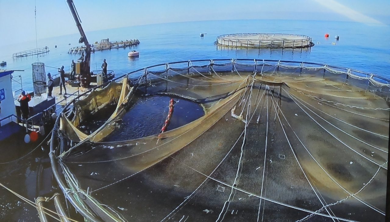 Amianto e rifiuti pericolosi, sequestrato del materiale: altri guai per l’itticoltura lavagnese