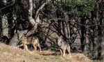 Cavallo sbranato dai lupi, rinvenuta la carcassa