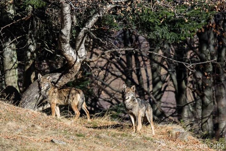 I lupi tornano a colpire in Valle Sturla