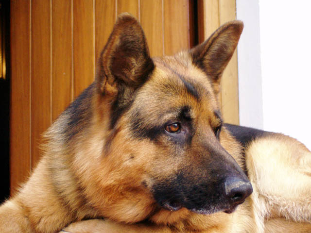 Spaventati dai cacciatori, due cani finiscono sull’autostrada: salvati dalla Polstrada