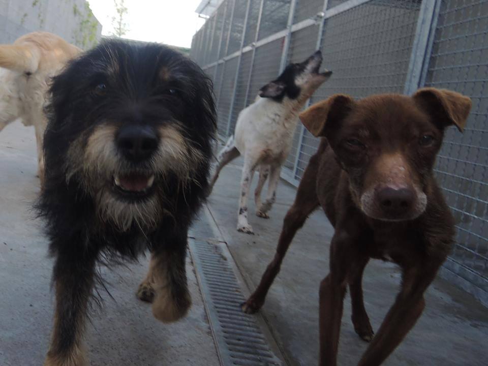 Una giornata dedicata agli amici a quattro zampe