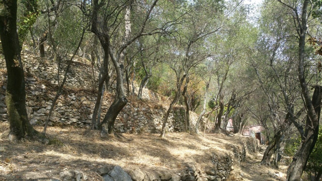 Approvato il protocollo di intesa per il progetto Terrazze olivetate del levante ligure