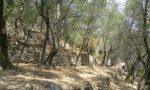 Camminata tra gli olivi, alla scoperta delle colline di Chiavari